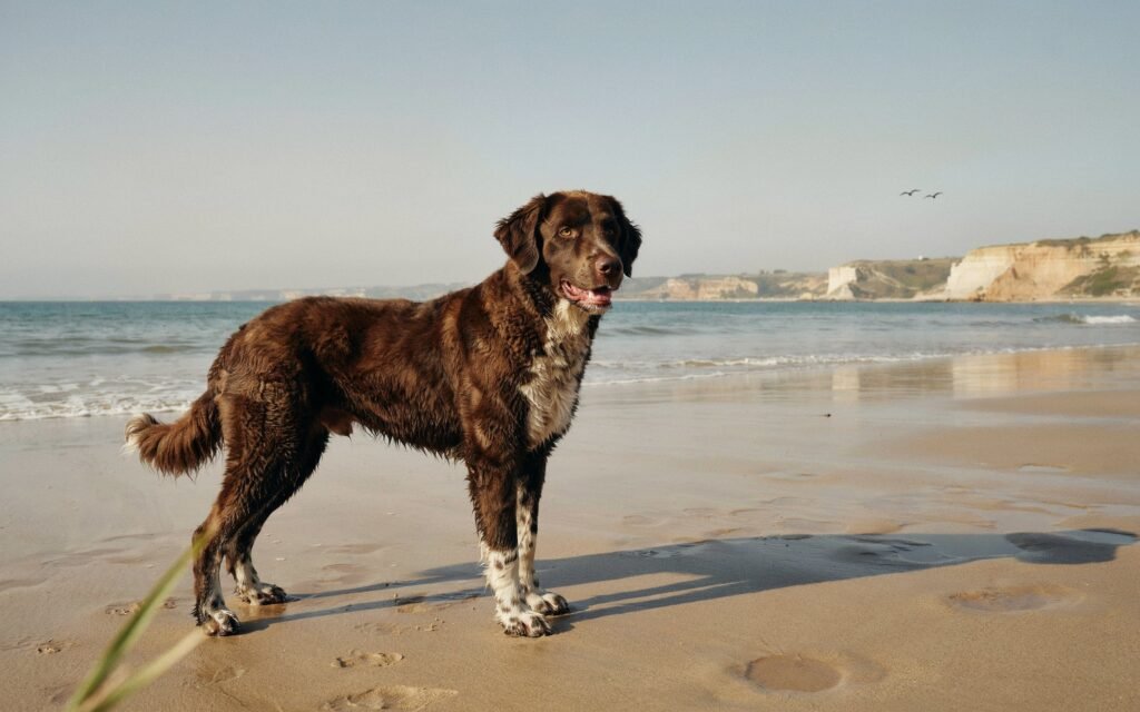 Perro de Agua Español