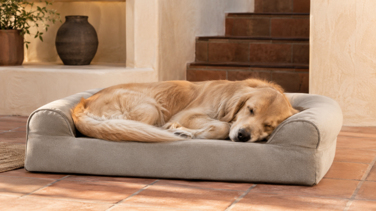 cama para perros